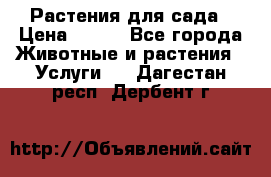 Растения для сада › Цена ­ 200 - Все города Животные и растения » Услуги   . Дагестан респ.,Дербент г.